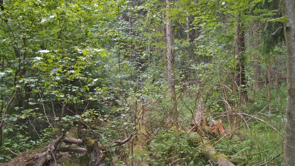 Friimetsän pähkinäpensaslehto