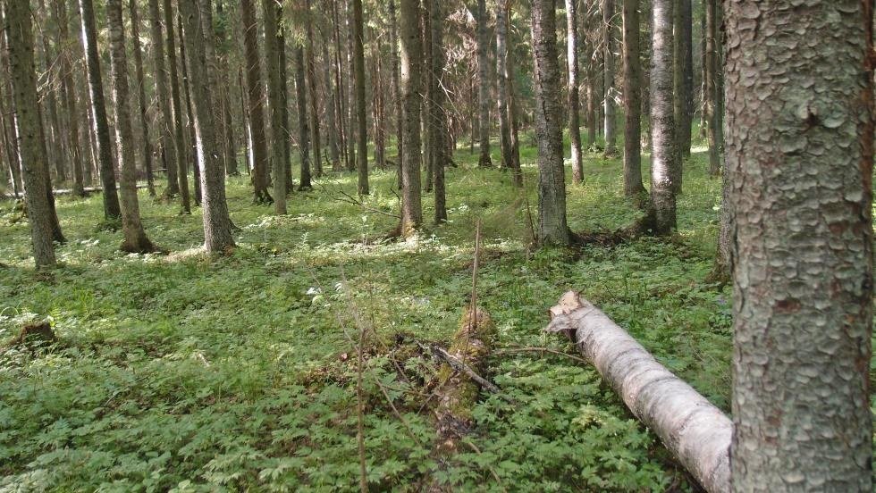 Pyymosanmetsän luonnonsuojelualue