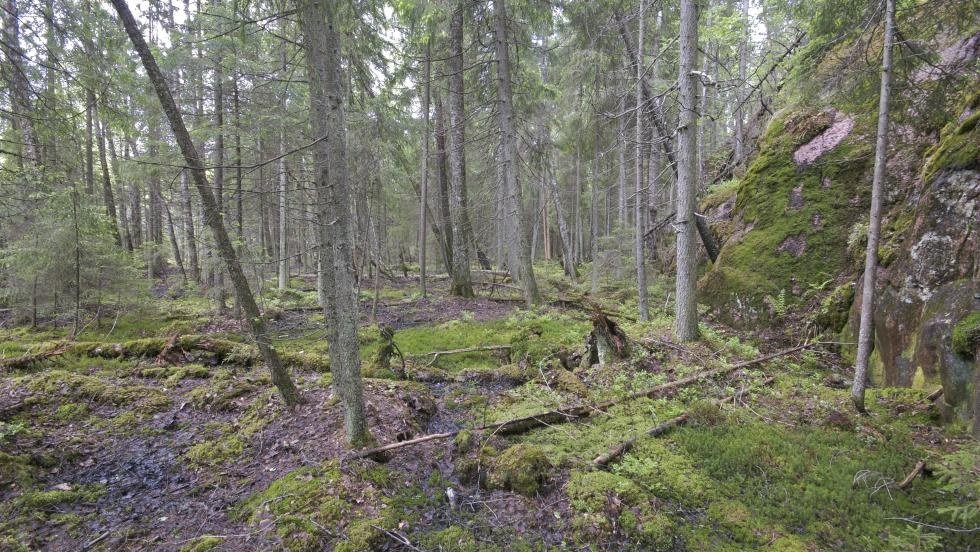 Lamminsuon luonnonsuojelualue