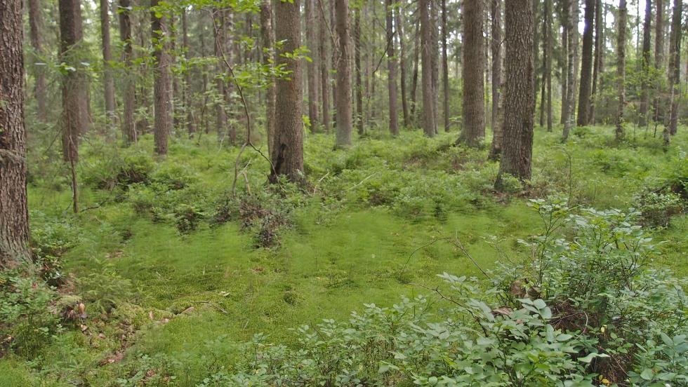 Palokallion luonnonsuojelualue