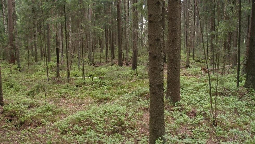 Mustikkasuonkallioiden luonnonsuojelualue