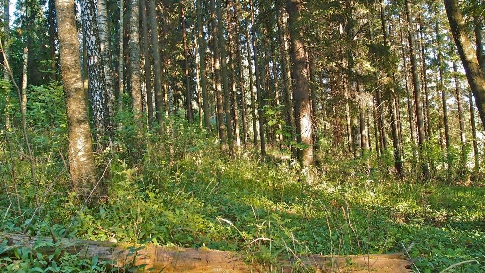 Viinikan jalopuumetsikkö