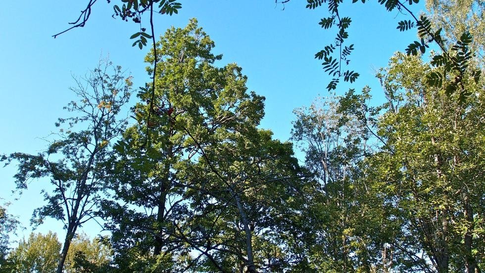 Seutulan jalopuumetsikkö