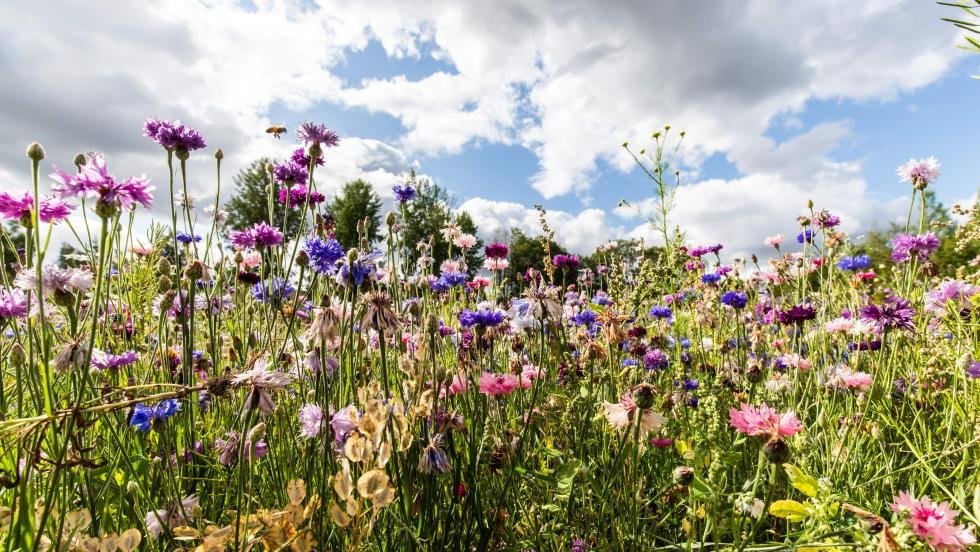 Simonkylän maisemakukkapelto