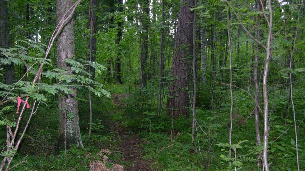 Kylmäojan korven luonnonsuojelualue ja Kylmäojanmetsä