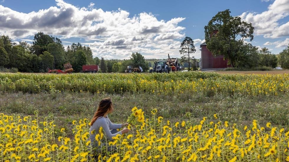 Seutulan maisemakukkapelto
