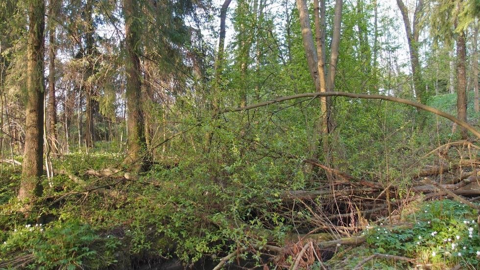 Mätäojan luonnonsuojelualue