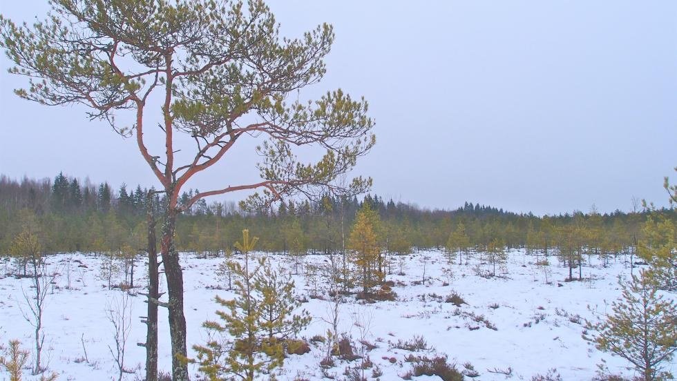 Keimolan Isosuon luonnonsuojelualue