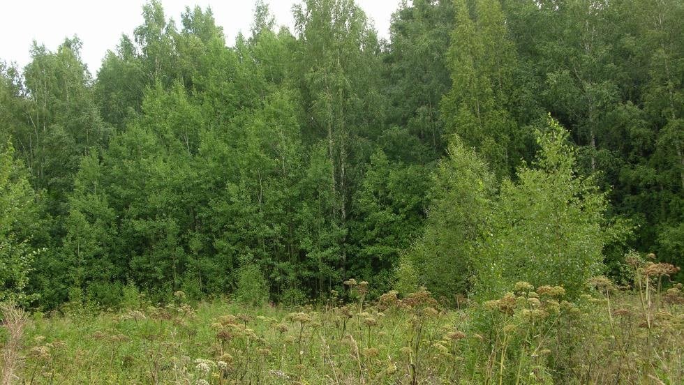 Silvolanmetsän luonnonsuojelualue